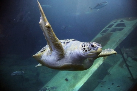 Green turtle at National Marine Aquarium